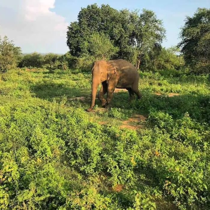 See elephants in the wild at Udawalawe National Park on your Sri Lanka safari