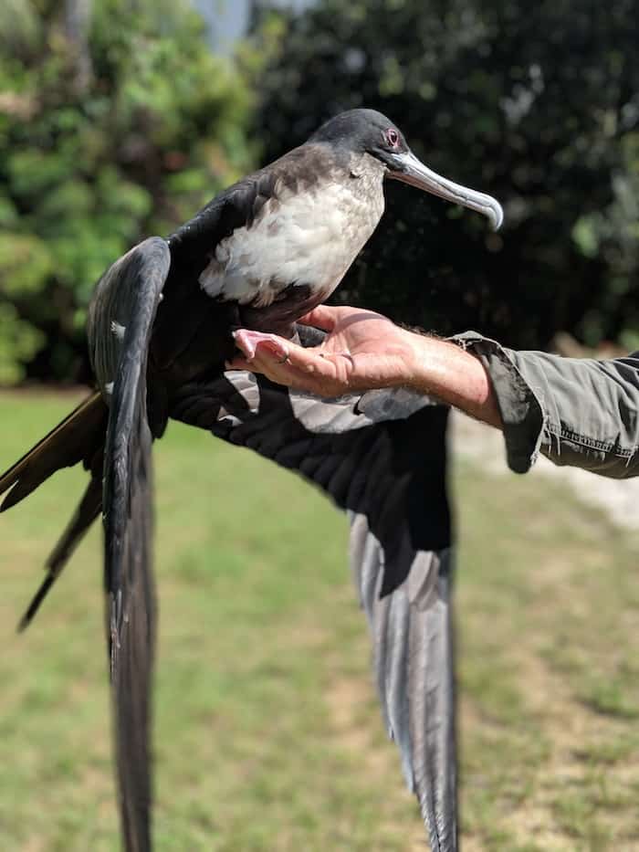 Christmas Island Frigatebird
