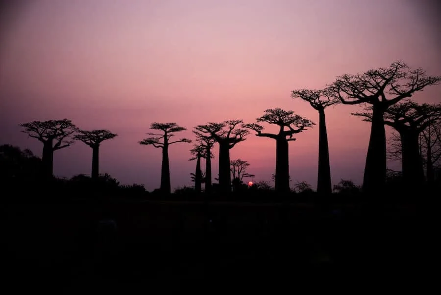 Best Places to visit in Africa - Madagascar