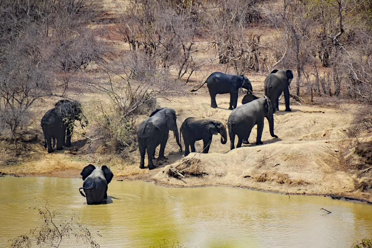 Mole National Park - Ghana