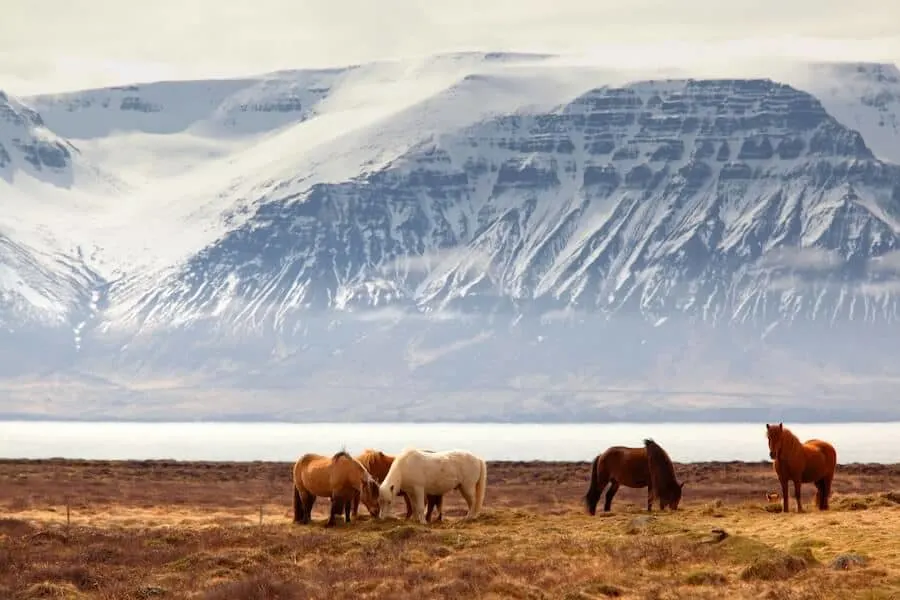 Icelandic Horses