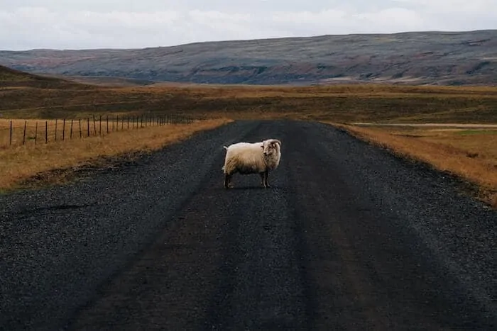 Sheep in Iceland