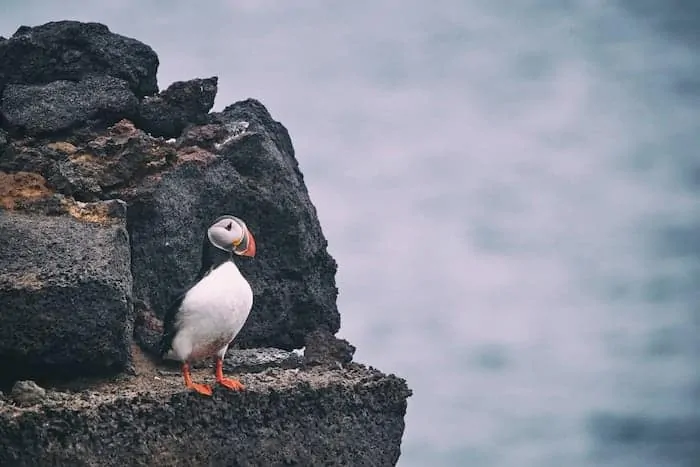 When is the best time to visit Iceland to see Puffins?