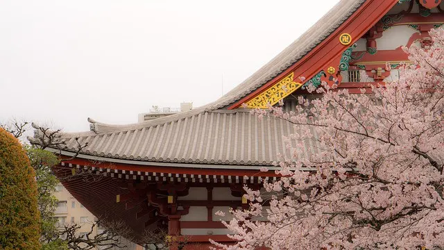 Cherry Blossom in Japan