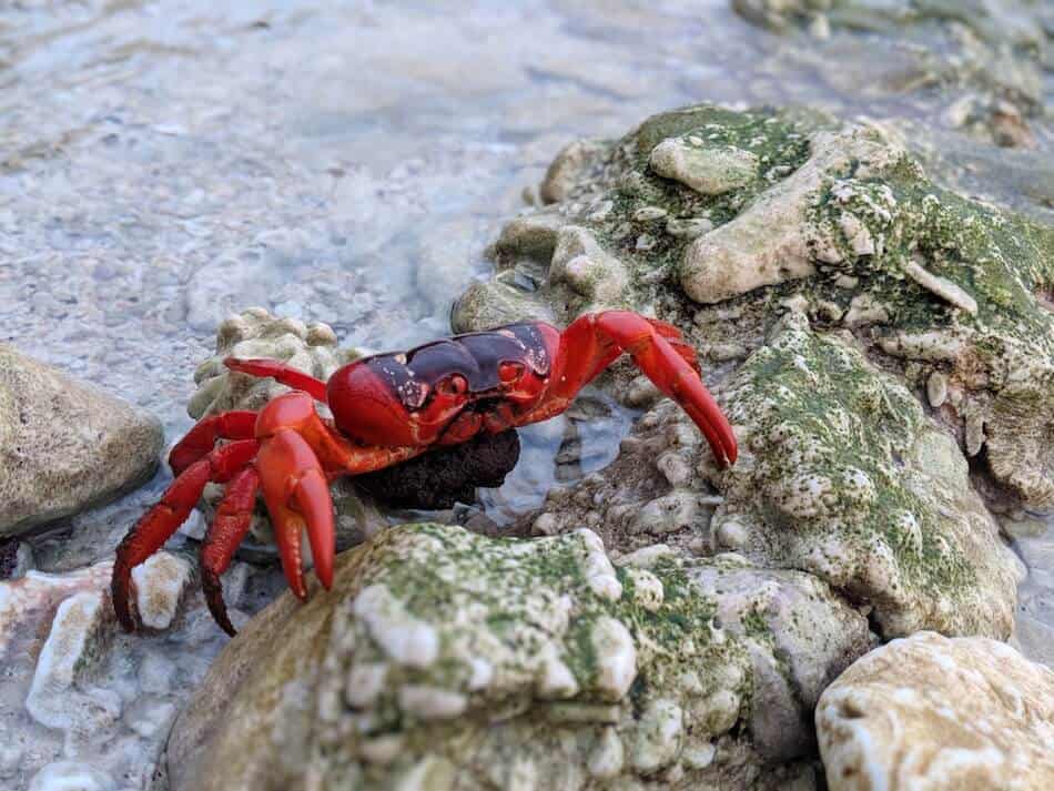 Christmas Island Red Crab with Eggs