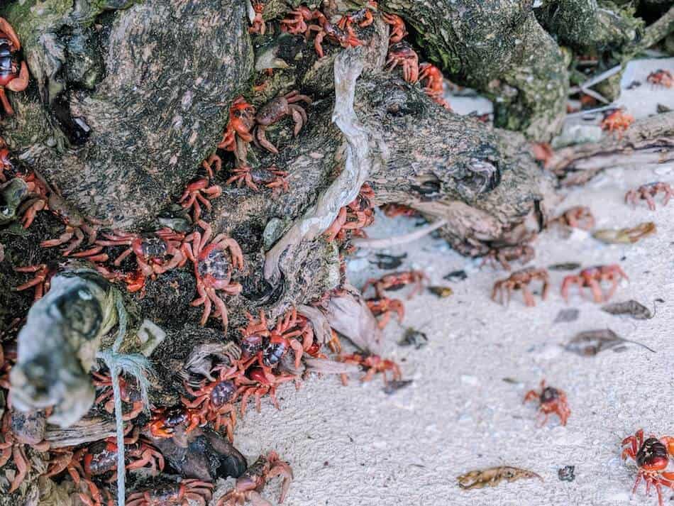 Christmas Island Red Crabs