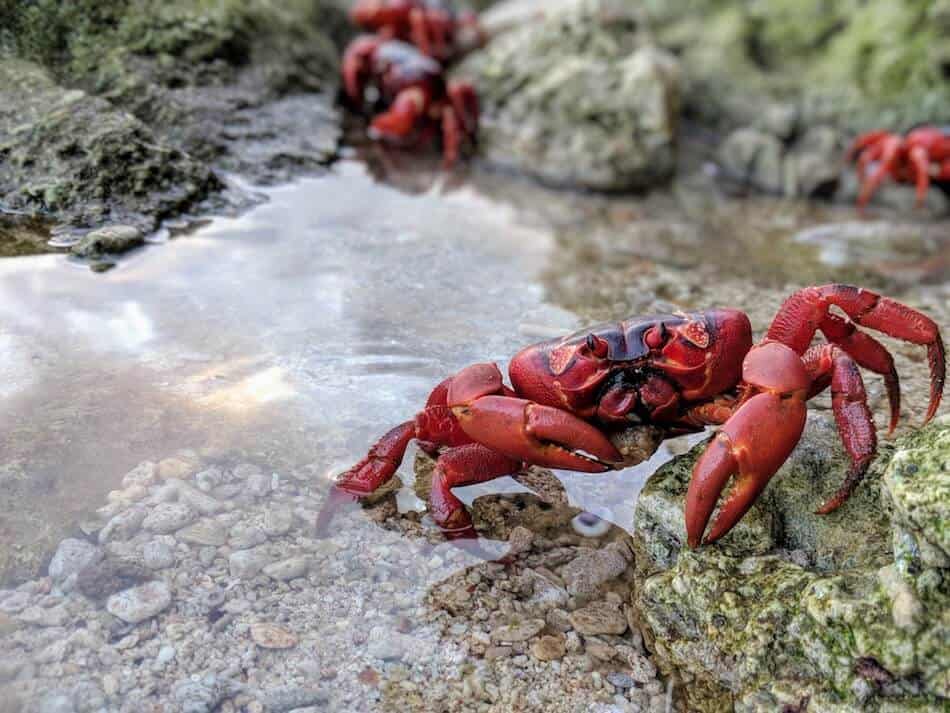 Christmas island Red Crab Migration - Red Crab taking a dip
