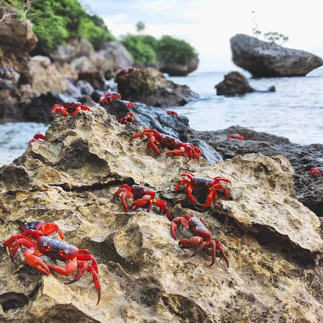 Red Crab Migration on Christmas Island