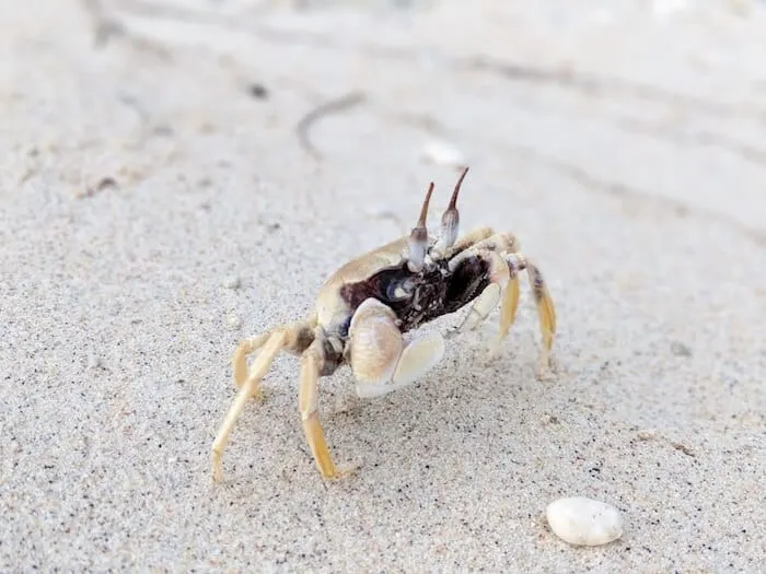 Ghost Crab on Christmas Island
