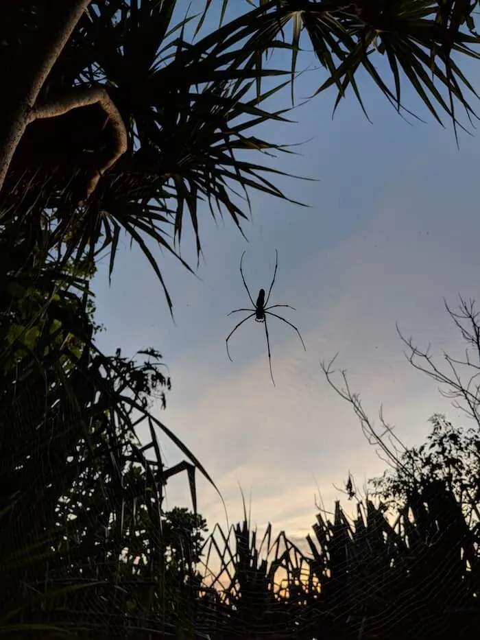 Giant Spider on Christmas island 