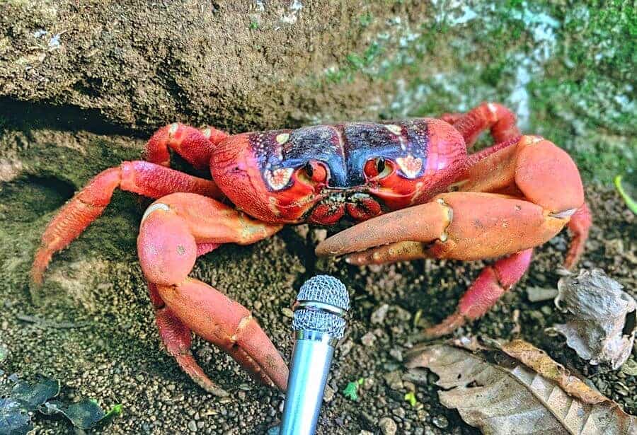 Christmas Island Red Crab with Microphone
