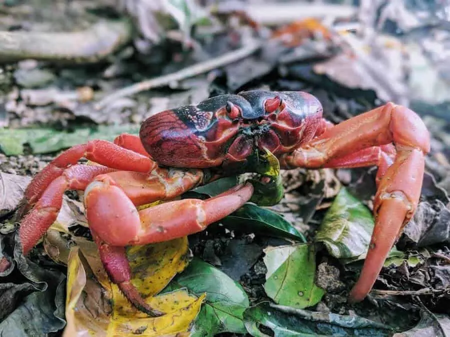 CI Red Crab Eating Leaves off the Forest Floor 