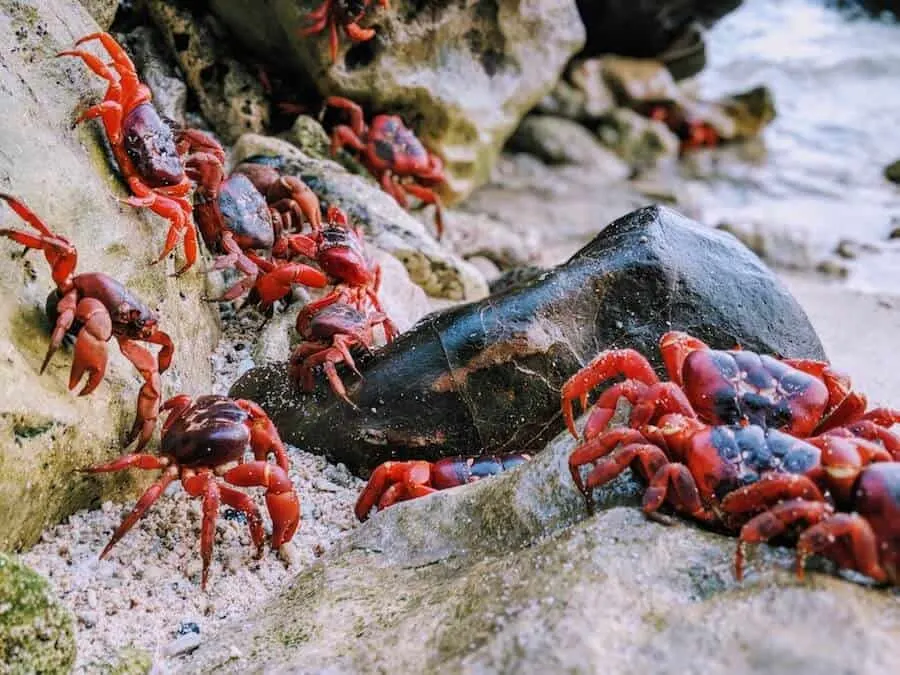 Christmas Island Red Crabs on the Beach