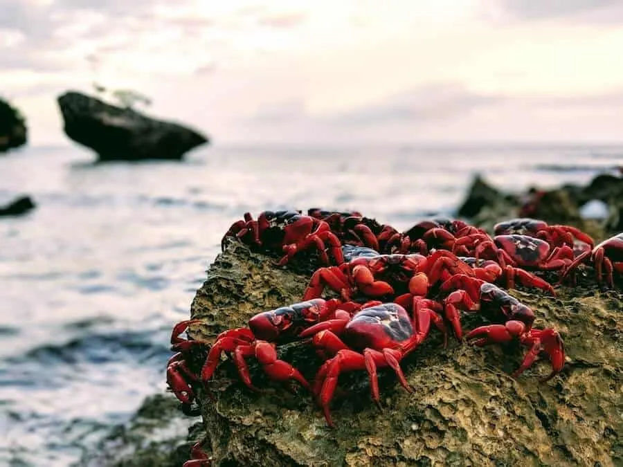 Red Crabs on a Rock during Spawning
