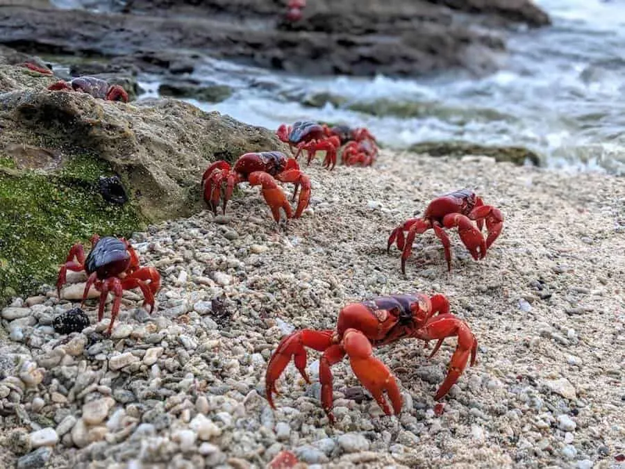 Red Crabs on the Beach at the oceans edge
