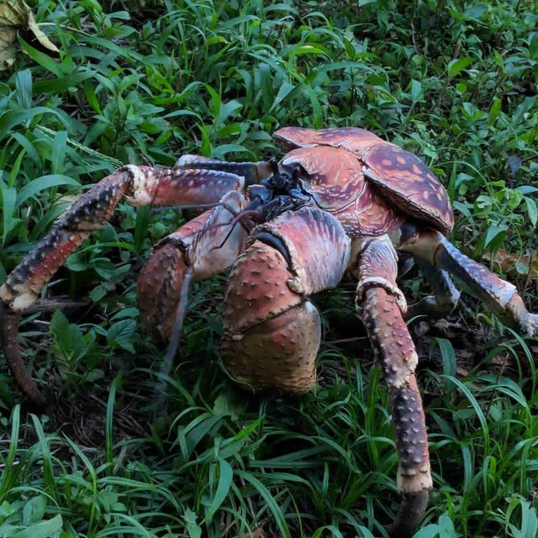 Robber Crab on Christmas Island