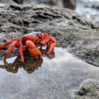 Christmas Island Red Crab Taking a Dip in a Rock Pool