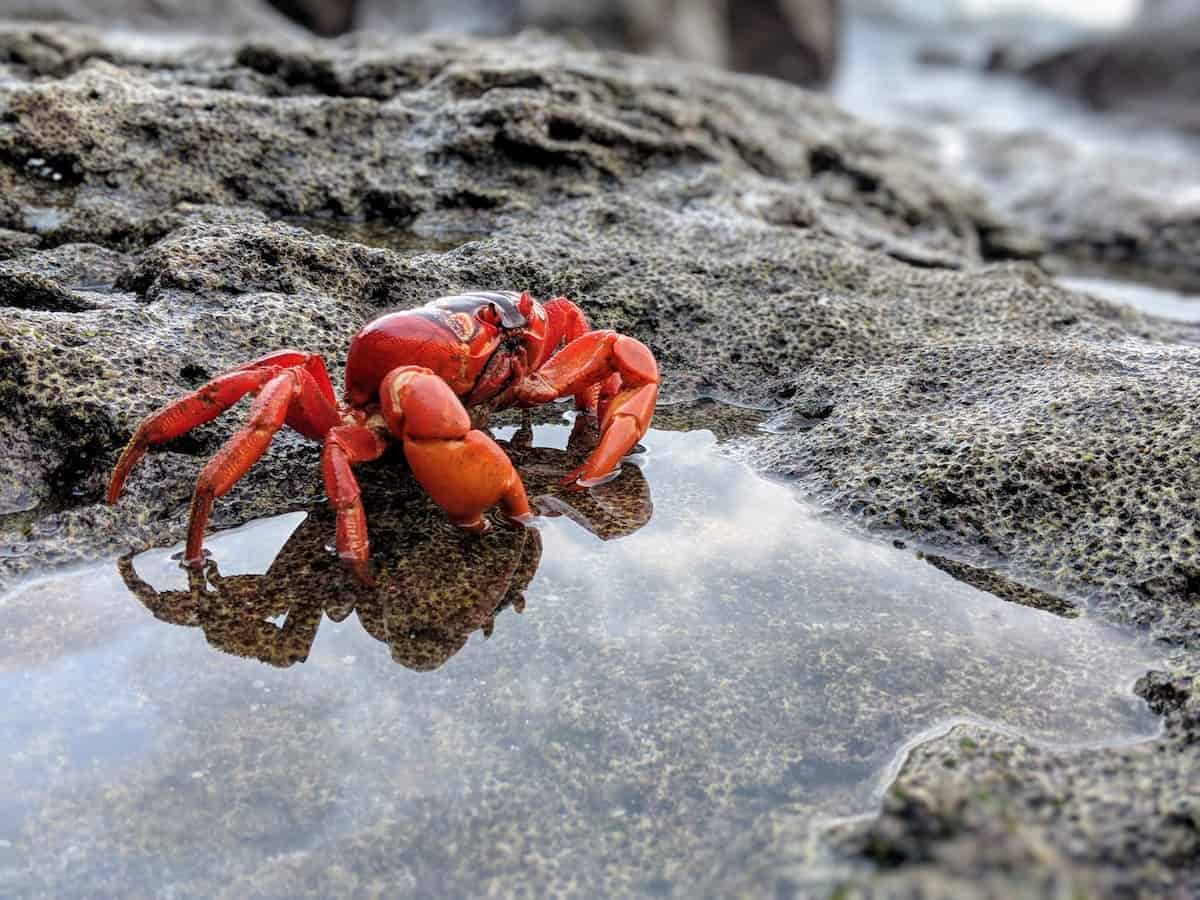 Christmas Island Red Crab Taking a Dip in a Rock Pool