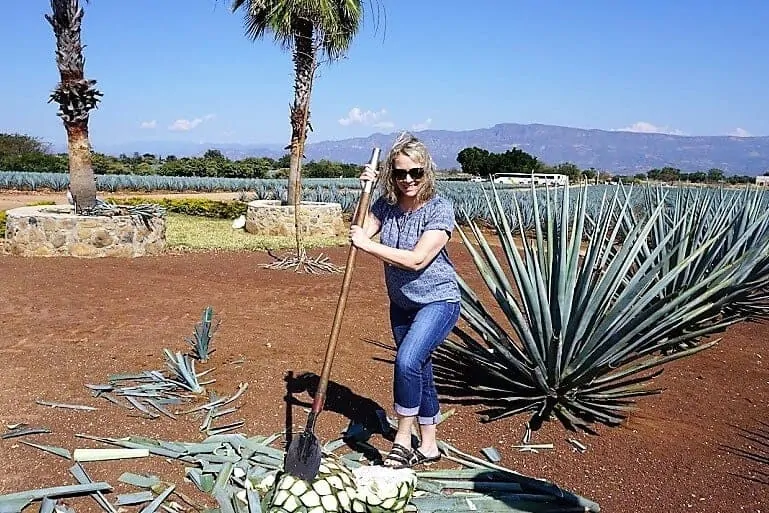 harvest agave in Guadalajara