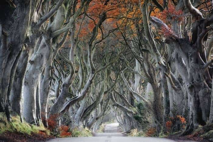 Dark Hedges Ireland