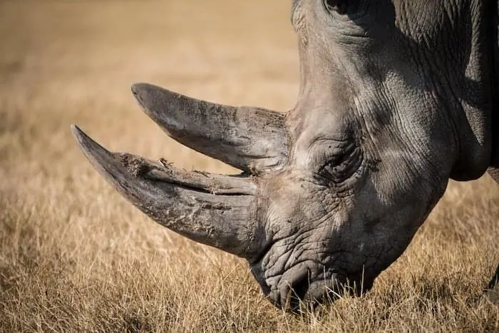 Close Up of Rhino with horn eating dry grass