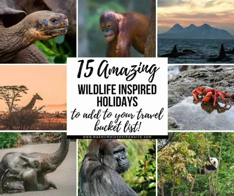 Amazing Wildlife Experiences Collage Image