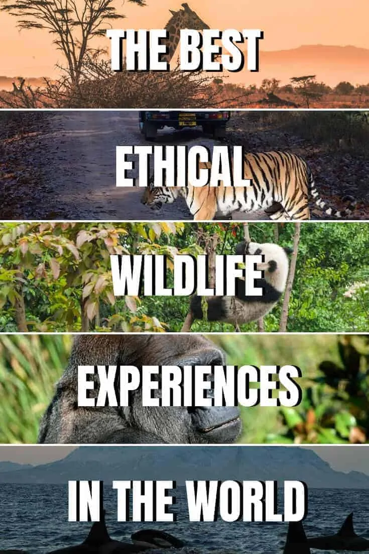 Best Wildlife Holidays and Ethical Animal Experiences