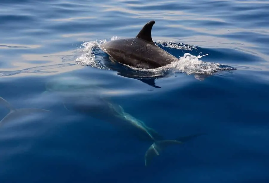 Dolphin Spotting & Whale Watching in Tenerife