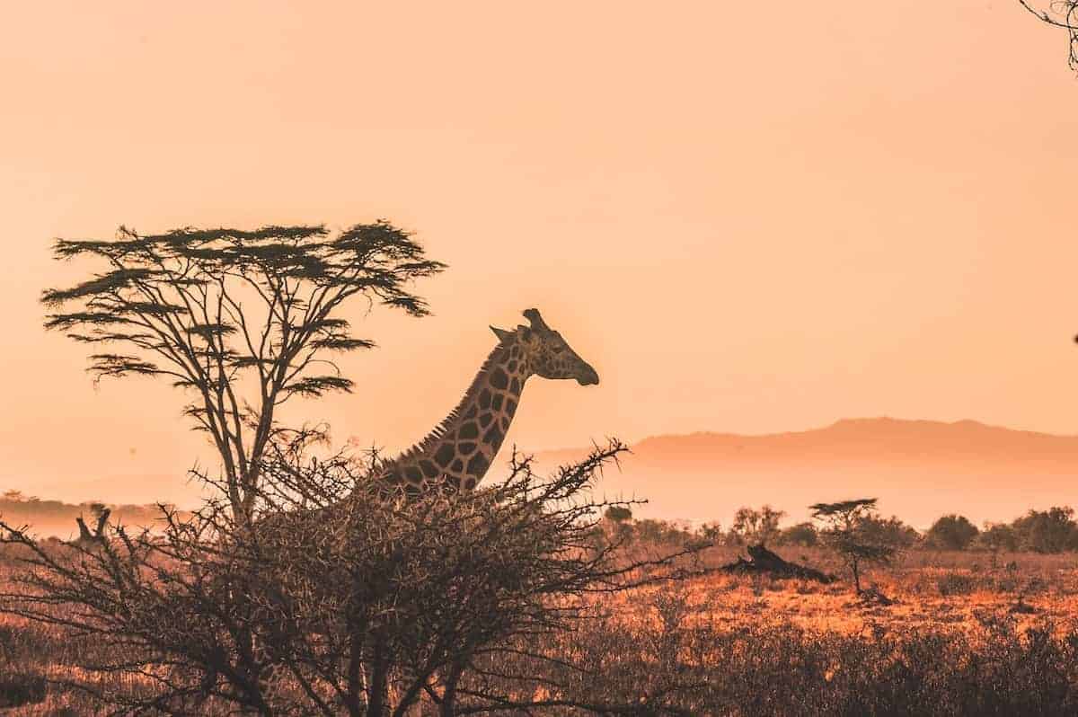 Ethical Wildlife Holidays to add to your travel bucket list Post Header - Giraffe Overlooking the Savannah