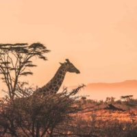 Ethical Wildlife Holidays to add to your travel bucket list Post Header - Giraffe Overlooking the Savannah