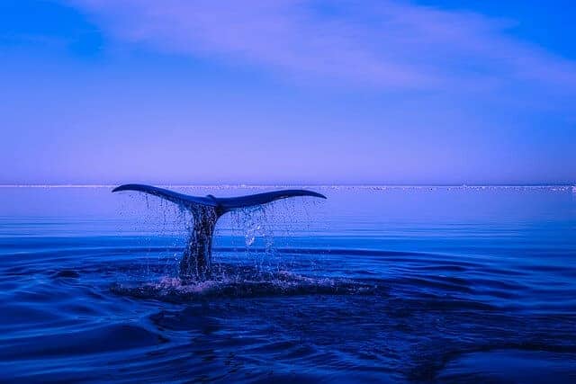 Humpback Whale Tail in Tonga
