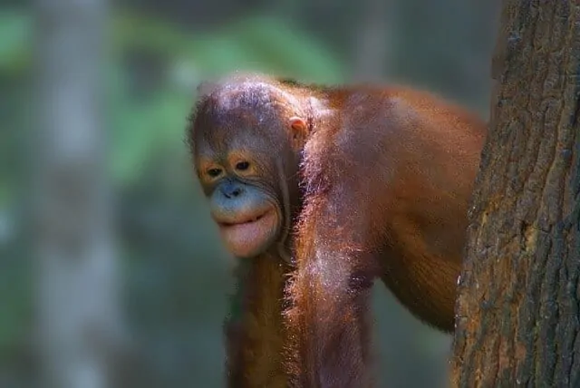 Orangutan in Borneo