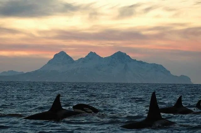 Orca in Norway