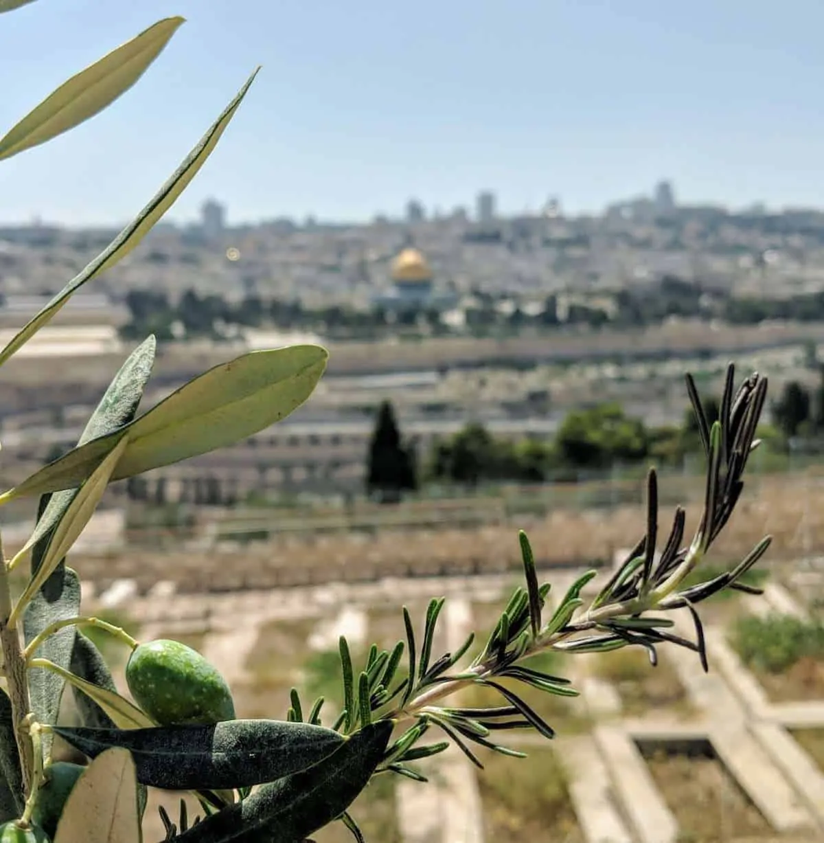 Tour Israel & Jordan - view from the mount of Olives across to Temple Mount