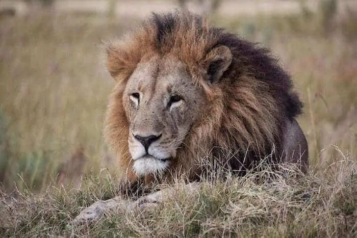 A huge lion at Nxabega