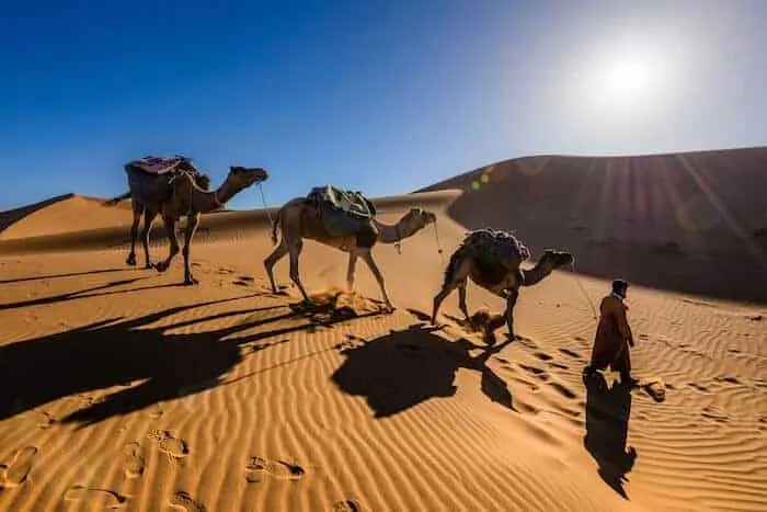 Camels in the Sahara