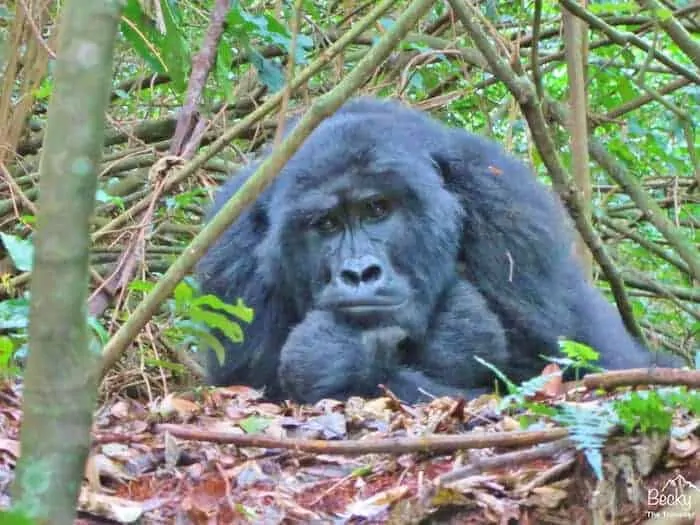 Gorilla trekking in Uganda