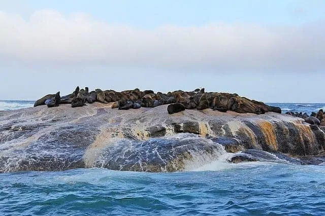 Druiker Island - also known as Seal Island in Cape Town South Africa