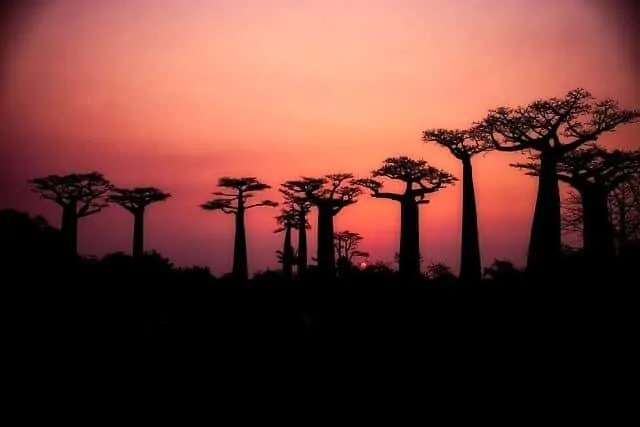 Baobabs in Madagascar