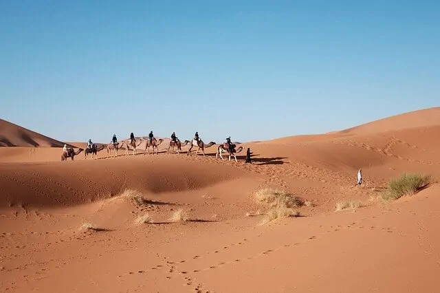 Camel Safari Dubai