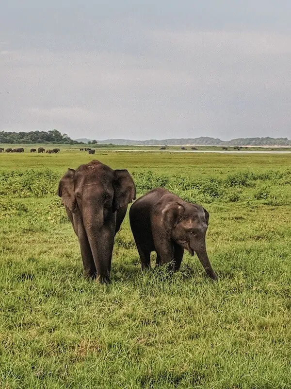 Elephants in Kaudulla National Park (c) MakeTimeToSeeTheWorld