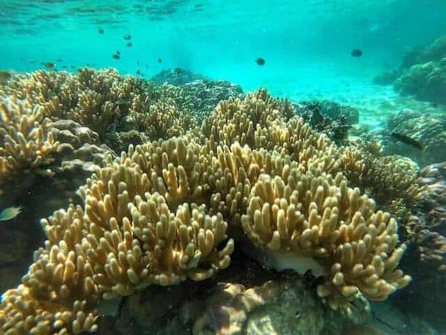 Coral Garden in the Solomon Islands