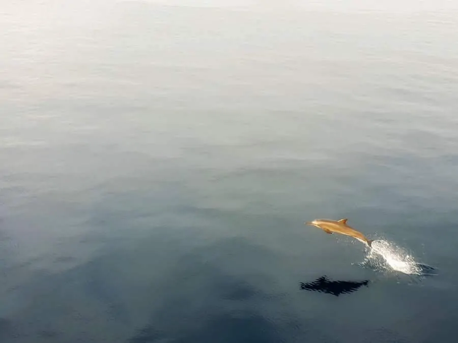 Dolphin in the Solomon Islands