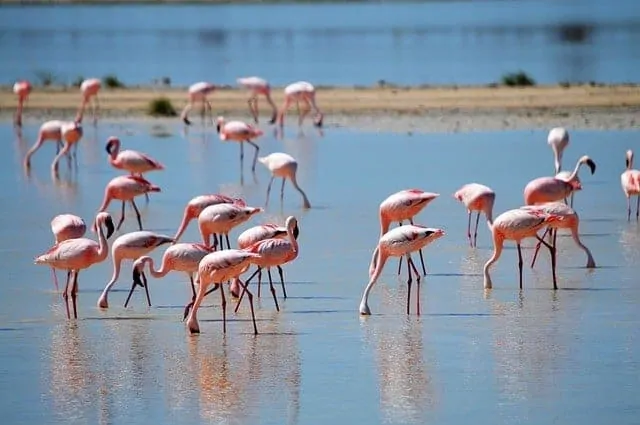 Flamingos in Khenifiss National Park
