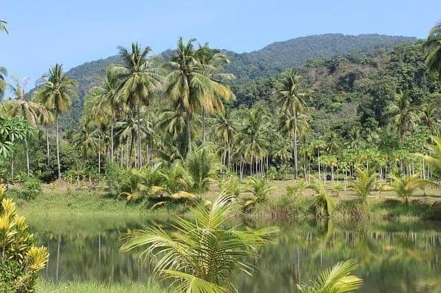 Ko Chang Rainforest