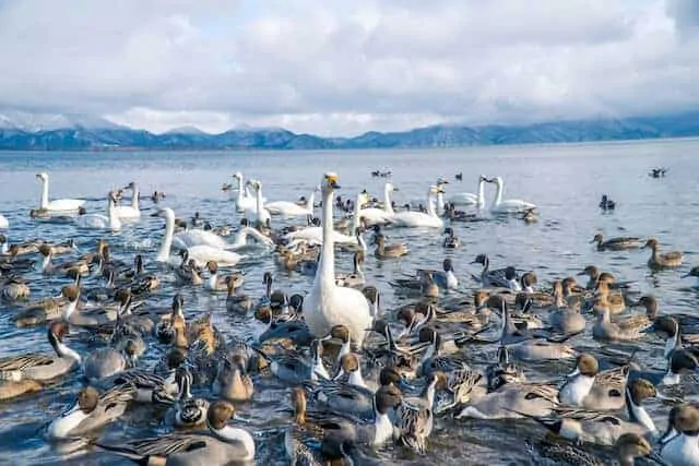 Lake Inawashiro / Swan Lake in Tohoku