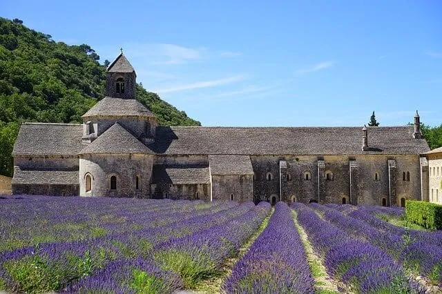 abbaye de senanque in lavender season (Provence)