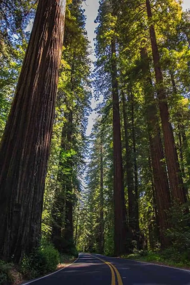 Califonian Redwood trees