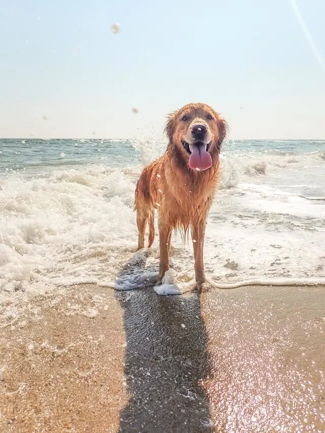 Golden Retriever Dog at the beach