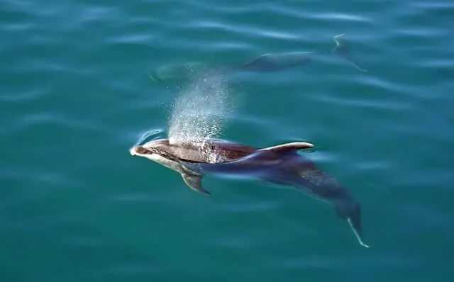 Dolphins in New Zealands Bay of Islands